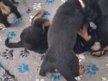 Upeita, pulleita rottweilerin pentuja - фото 1