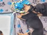 Upeita, pulleita rottweilerin pentuja - фото 3