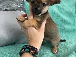 Uros- ja naaraspuoliset chihuahuan pennut