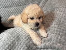 VALMIS LÄHTÖÖN 18. JOULUKUUTA …villakoira risteytetty havanese-pentujen kanssa.