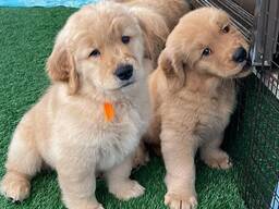 Tarjoamme upeita kultaisennoutajan pentuja, joilla on erinomainen sukulinja.