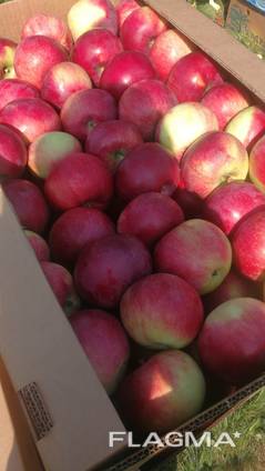 We sell apple seedlings on basins 54-118