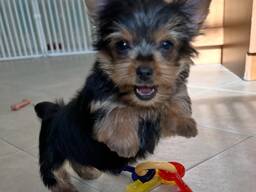 Wunderschöner Wurf Yorkshire Terrier