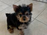 Wunderschöner Wurf Yorkshire Terrier - фото 2