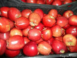 Яблоки apples - фото 3