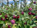 Export Apples / Red Prince / Champion / Golden / Mutsu / Jonagored - photo 9