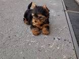 Йоркширского терьера - фото 2