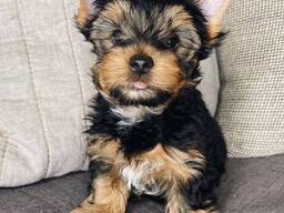 Myynnissä ihania yorkshirenterrierin