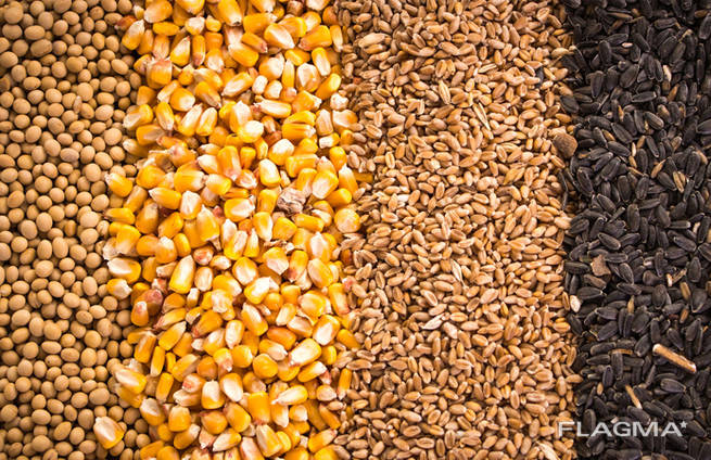 Зерно - пшеница, кукуруза, ячмень, просо, овес, рожь | Grain